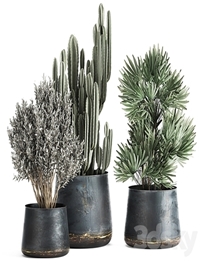 Collection of small plants in luxury pots with Cactus, palm, olive, tree, Rapeseed, Raphis, Cereus. Set 870.