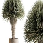 Outdoor Plants 577 – Yuka Tree