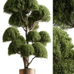 Indoor Plant 638 -Topiary Ball
