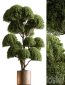Indoor Plant 638 -Topiary Ball