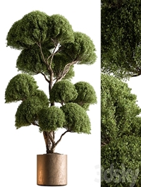 Indoor Plant 638 -Topiary Ball