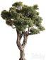 Ola Tree Set 294