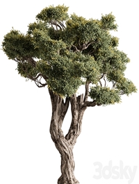 Ola Tree Set 294