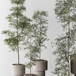indoor Plant 497 – Sapling Tree