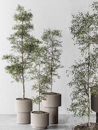 indoor Plant 497 - Sapling Tree