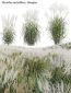 Miscanthus sacchariflorus – Silvergrass 02