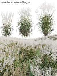 Miscanthus sacchariflorus - Silvergrass 02