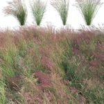 Panicum virgatum (Switchgrass)