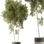 Outdoor Plants 472 – Tree in Pot
