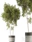 Outdoor Plants 472 – Tree in Pot