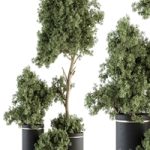 indoor Plant Set 344- Tree and Plant Set in pot