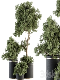 indoor Plant Set 344- Tree and Plant Set in pot