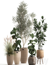 Collection of plants in baskets with indoor Olive tree, Ficus lyrata, elastica, veinik. Set 972.
