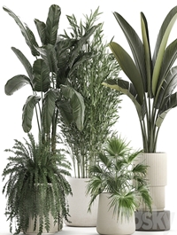 Collection of plants in white flower pots with Banana palm, ravenala, fern, bamboo. set 1352
