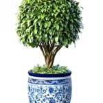 Decorative tree in an Italian vase. Indoor plant