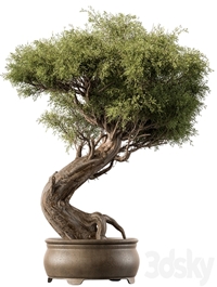 indoor Plant 452 - Bonsai Plant