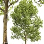 Plane-tree / Sycamore / Platanus #13 Plane-tree / Sycamore / Platanus #13