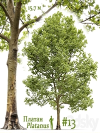 Plane-tree / Sycamore / Platanus #13