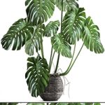 Monstera. monstera, flower stand, bush, thickets, interior, decorative, office plants, pot Monstera. monstera, flower stand, bush, thickets, interior, decorative, office plants, pot