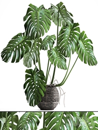Monstera. monstera, flower stand, bush, thickets, interior, decorative, office plants, pot
