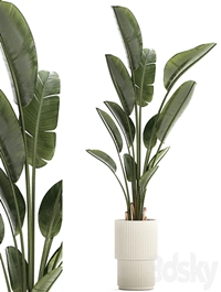 Beautiful exotic plant in a flower pot for interior decor Strelitzia, Ravenala. 1252