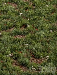 Spring Grass - Grass Set 07